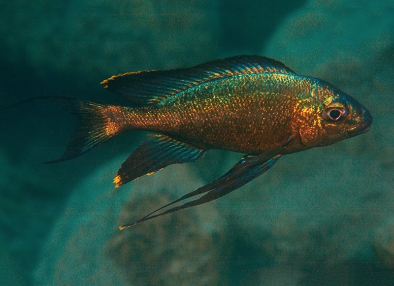 Cyathopharynx sp. 'green flush' Mboko Island